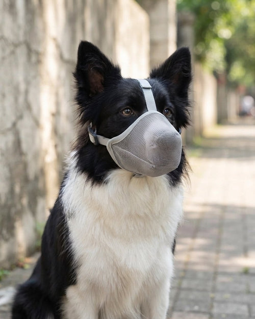 Breathable Mesh Dog Muzzle with Adjustable Straps