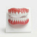Flexible pink and white upper and lower removable denture set